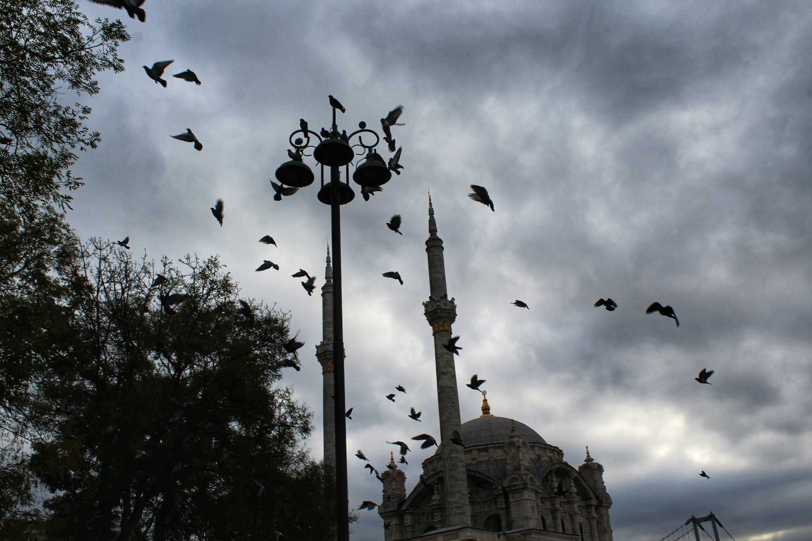 rainy and birds
