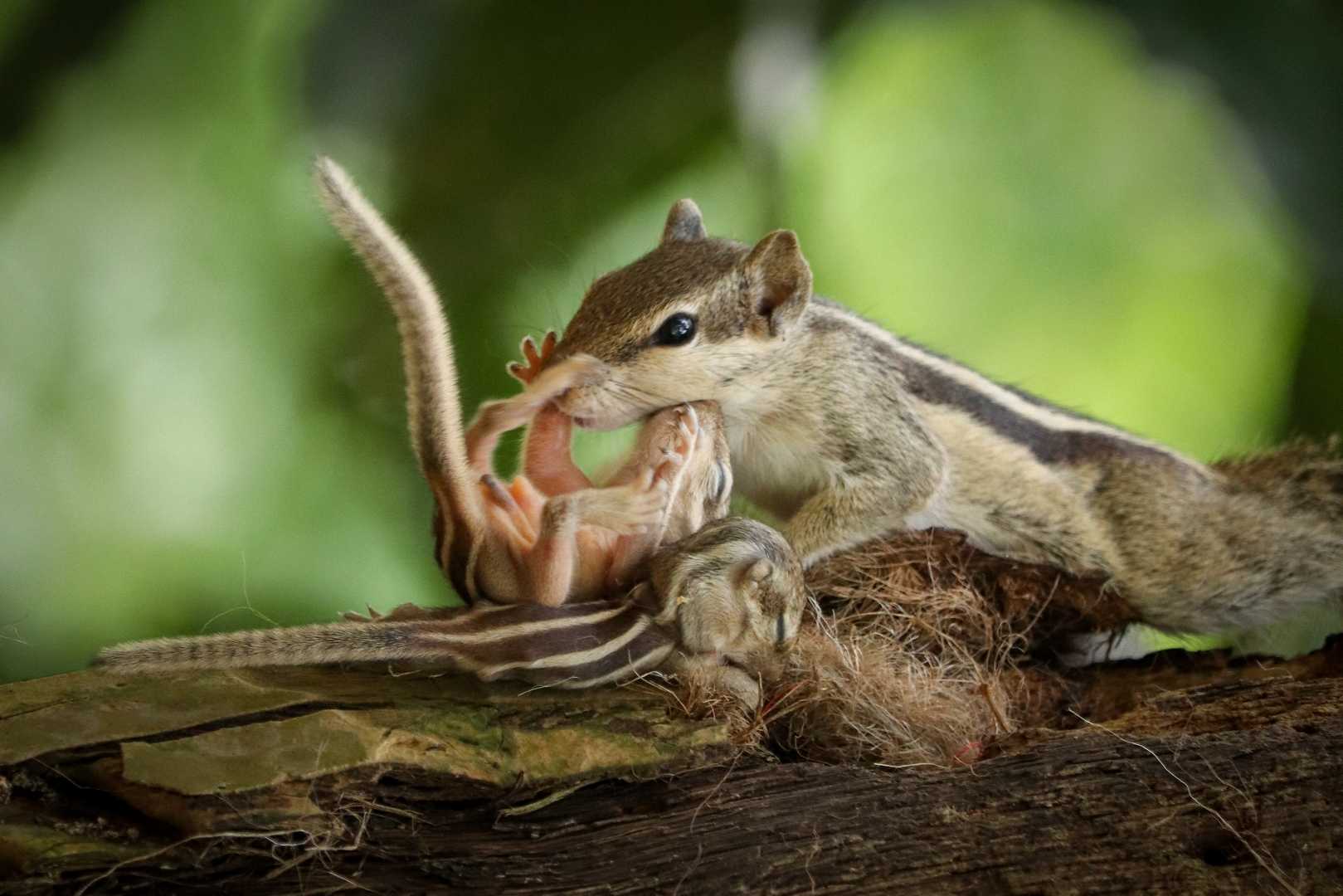 Mother's love