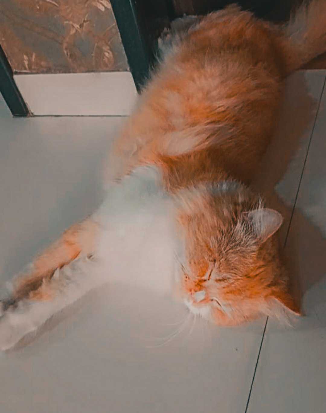 cat 🐈