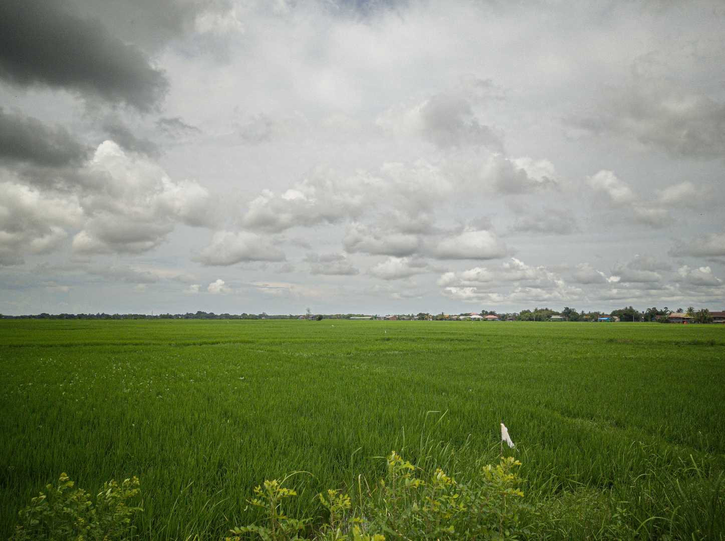 Hamparan Padi