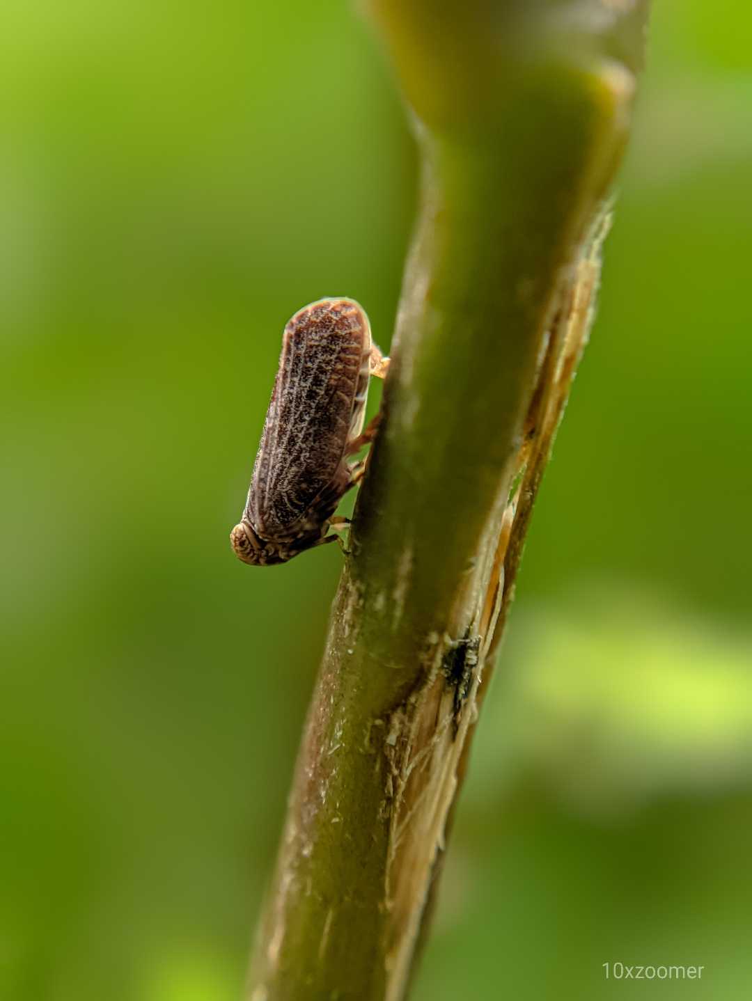 Baby treehoper