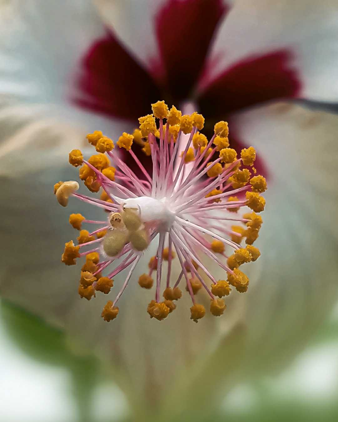 Hibiscus Macro Photography