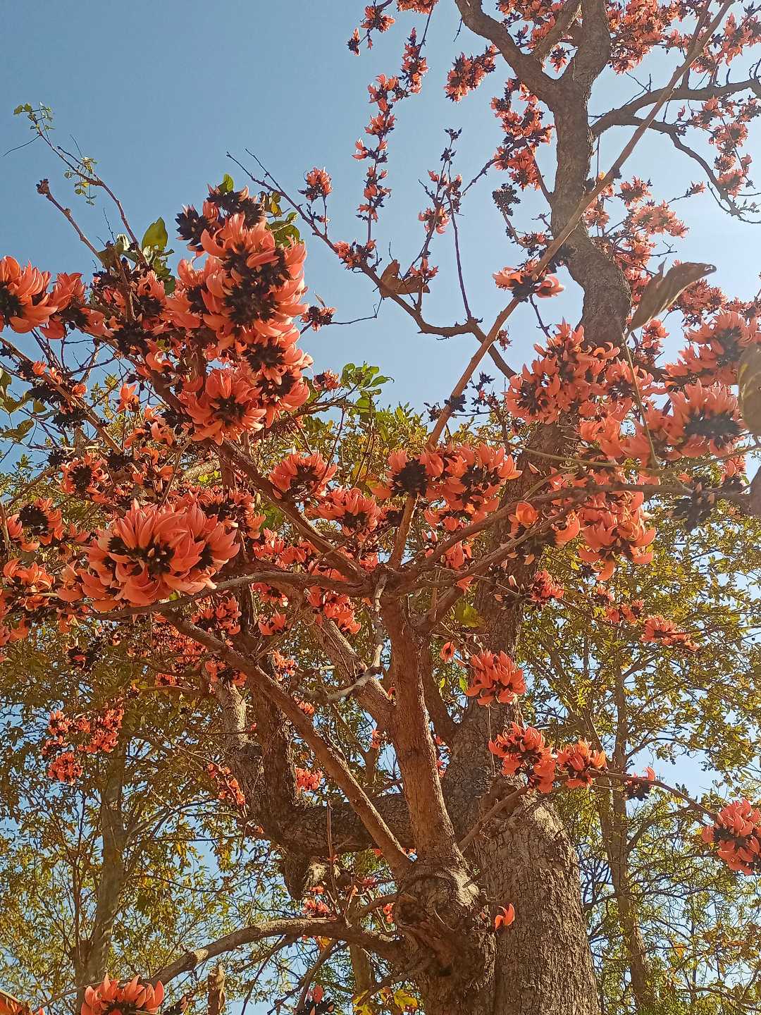 Palash in Purulia