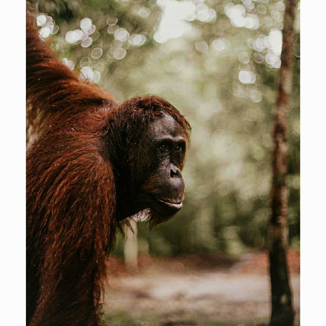 orangutan