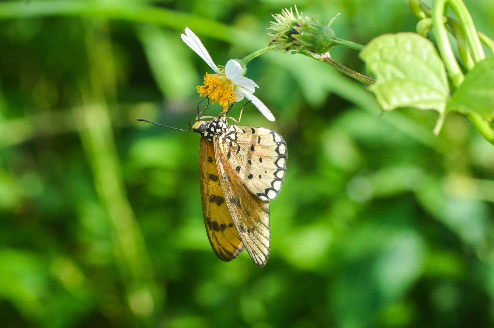 Acara Terpsicore (Butterfly)