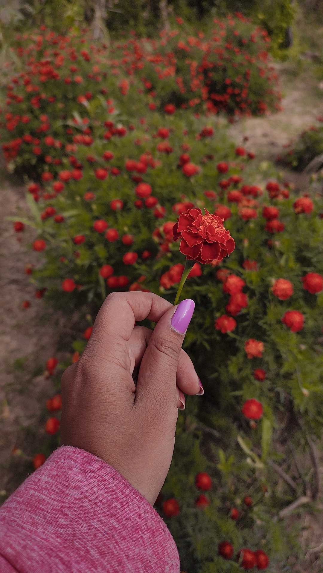 Nature's Beauty✨