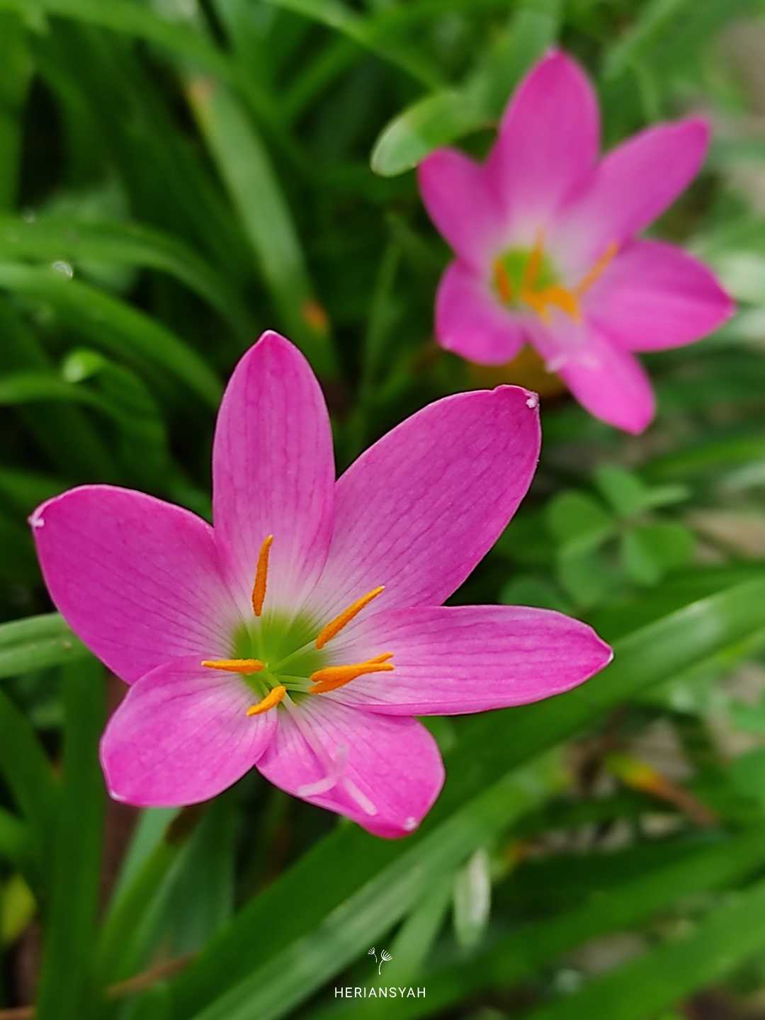 Water Lily