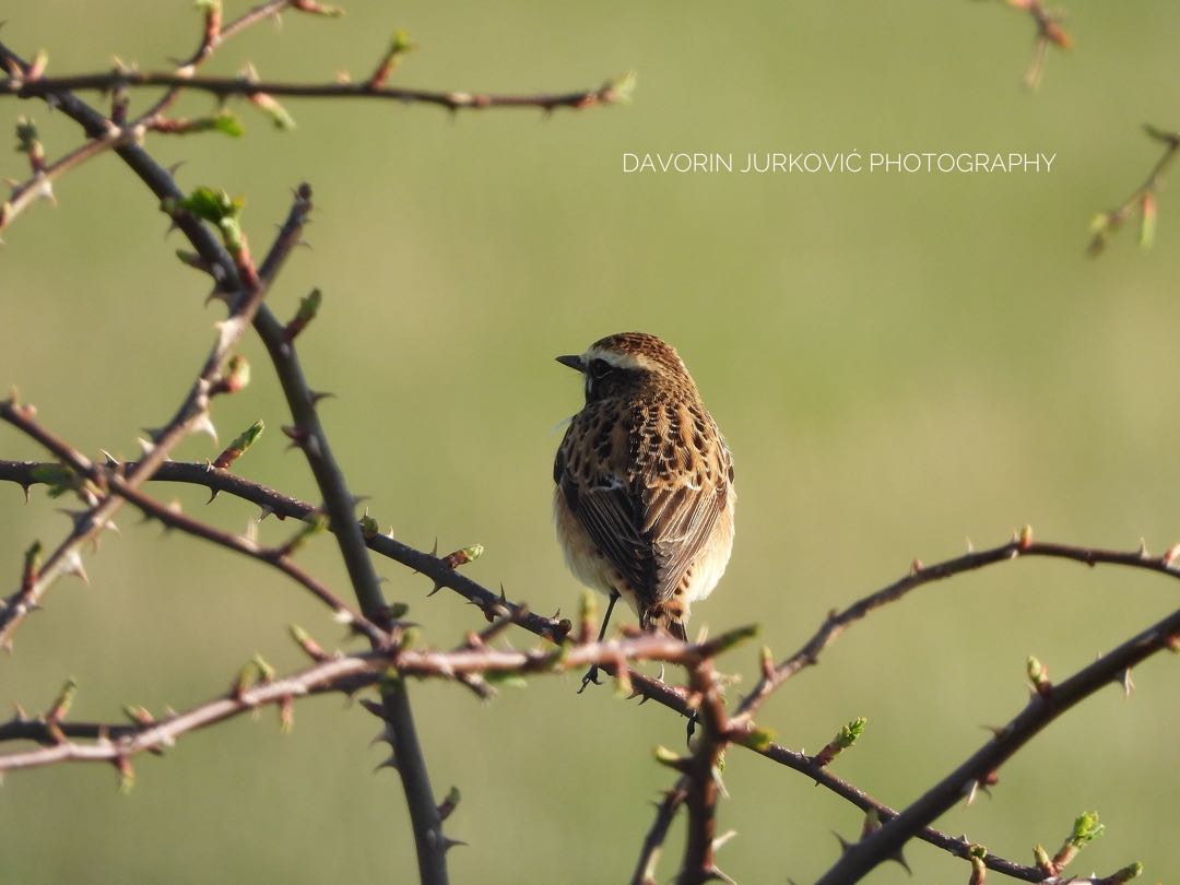 Saxicola rubetra