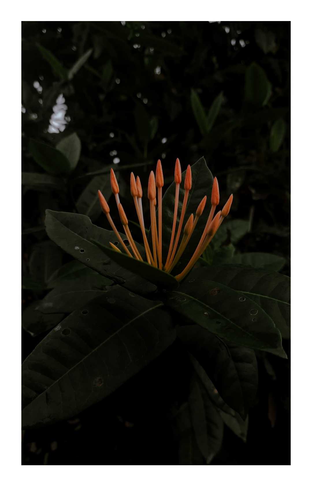 ixora
