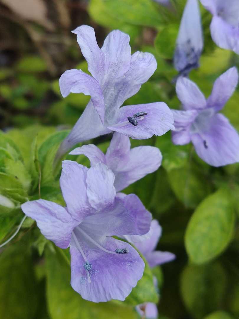 Barleria cristata