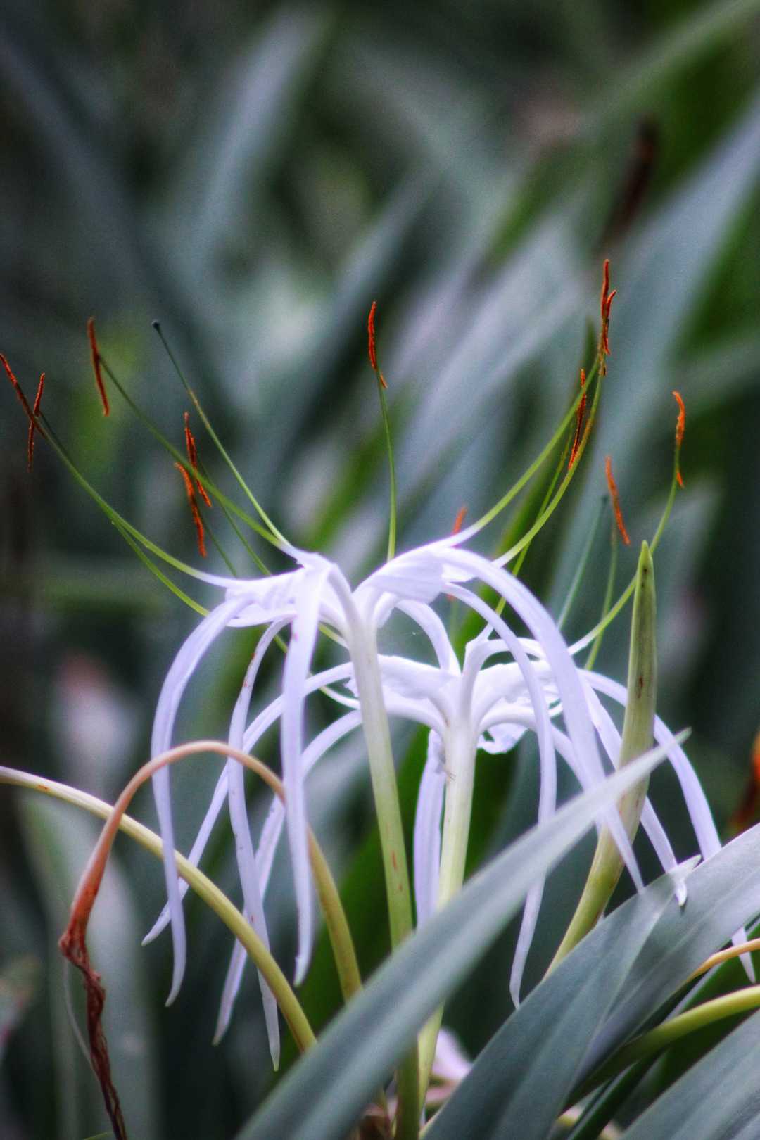bunga