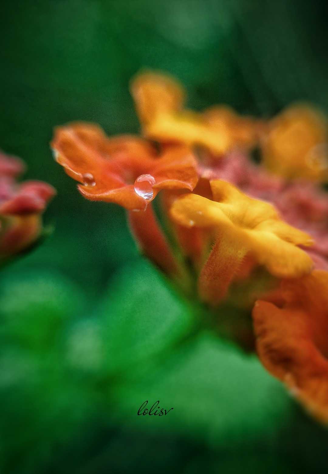 Water drops on Lantana flower.