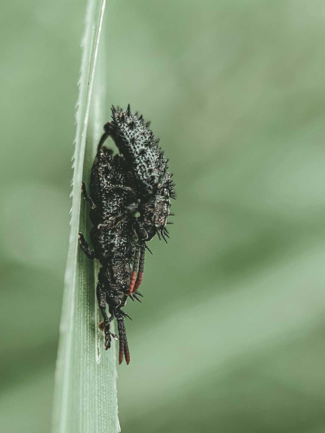 Insect matting