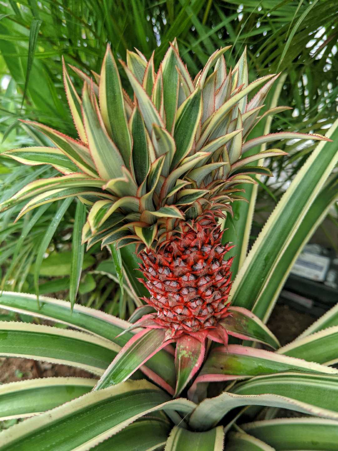 Nanas Merah
