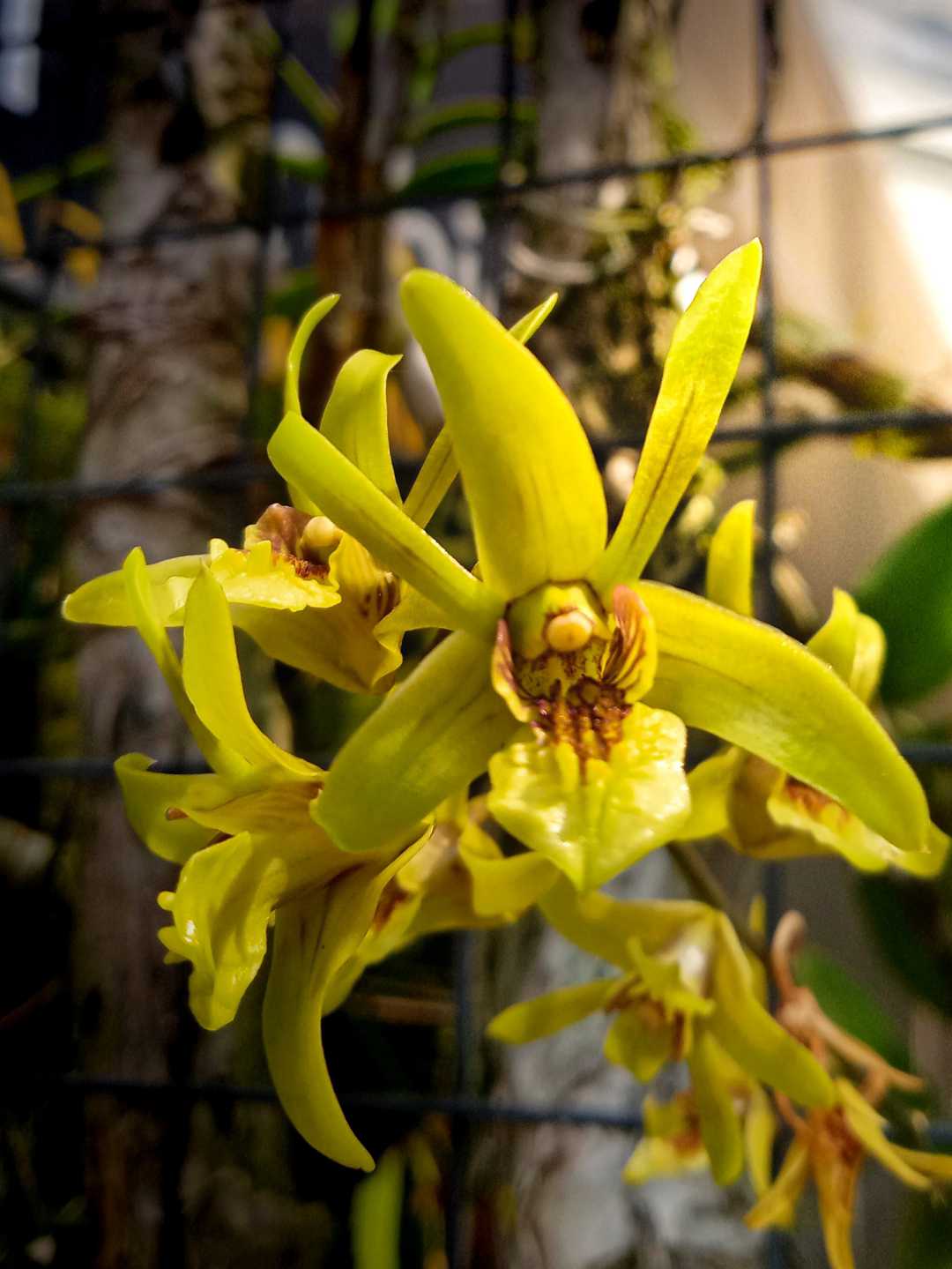 Dendrobium Capra