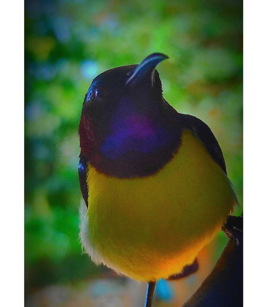 yellow bird 😍