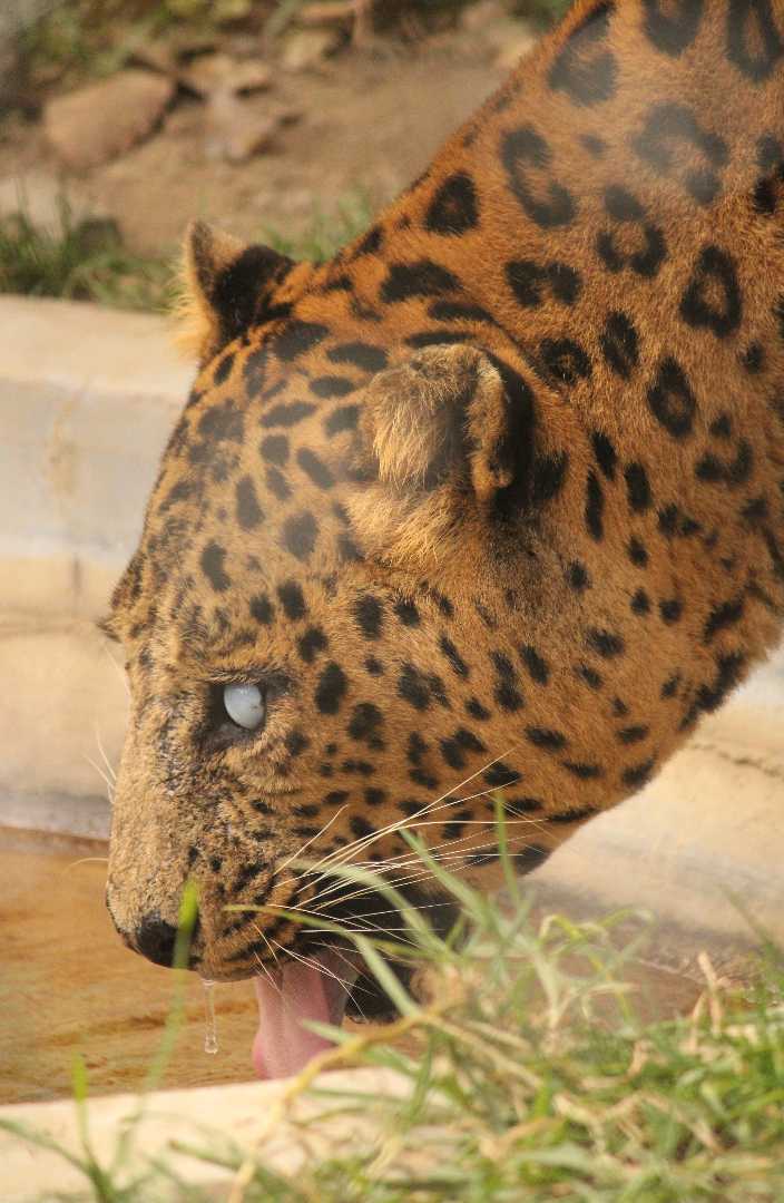 Indian leopard 