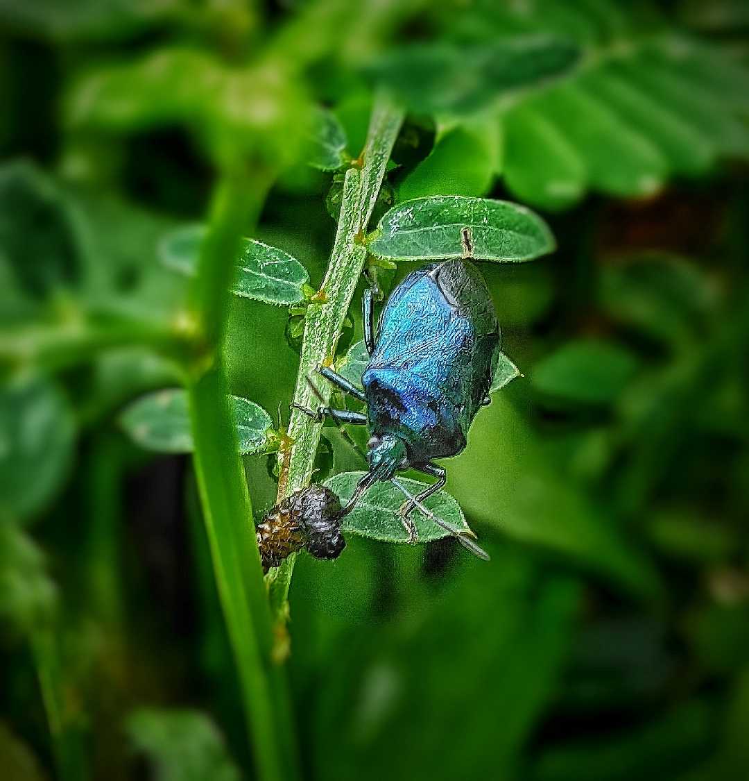 Kumbang Biru Metalik