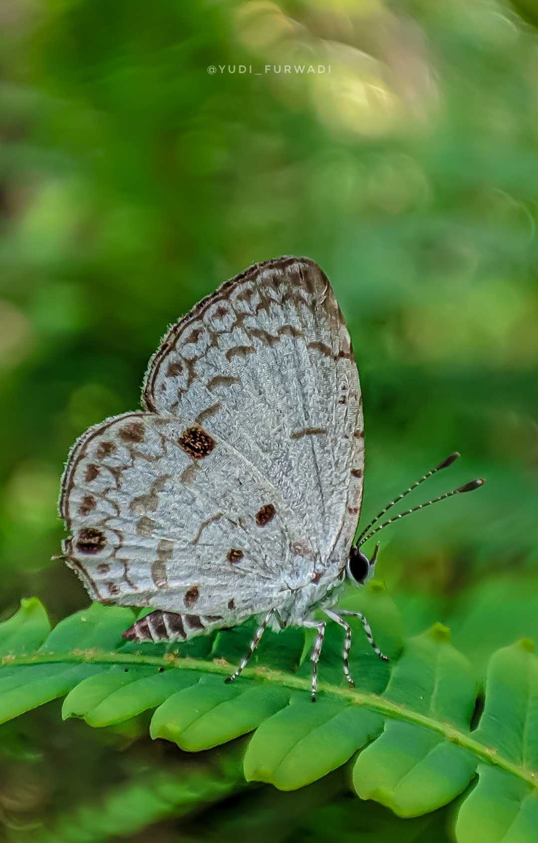Acytolepis puspa