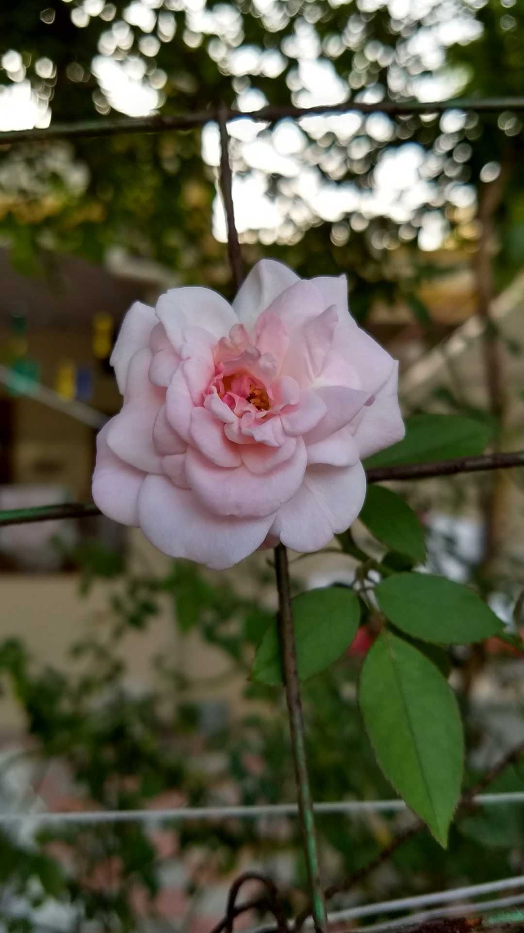 cute rose that can Lure any girl.
