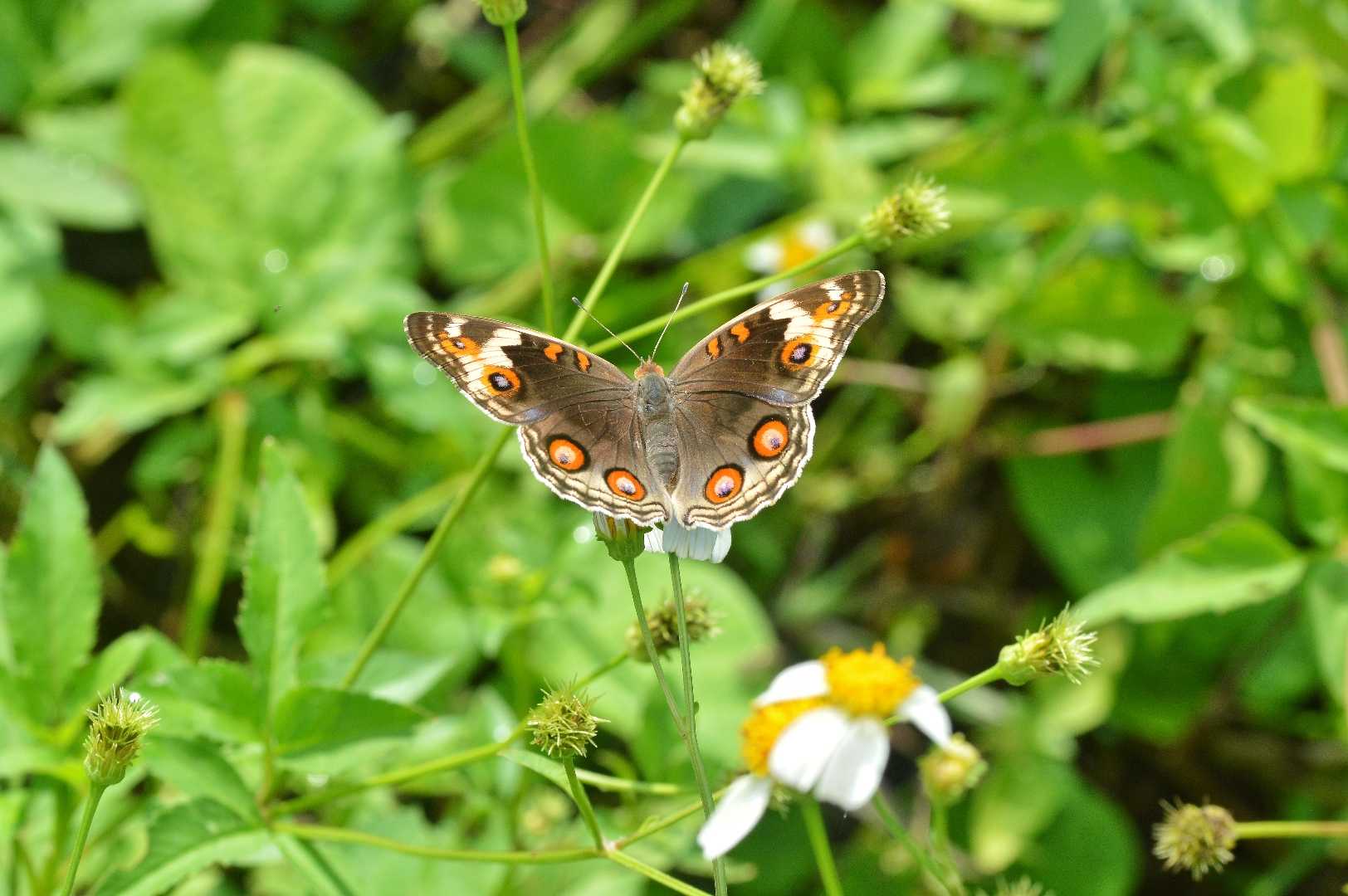 Junonia orithya (Kupu - Kupu)