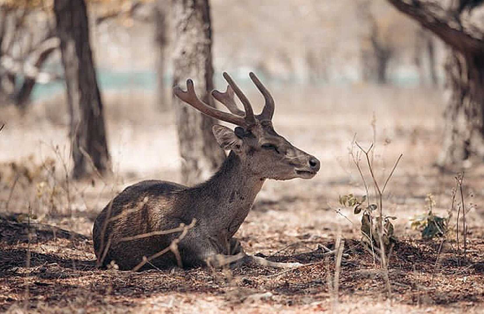 RUSA