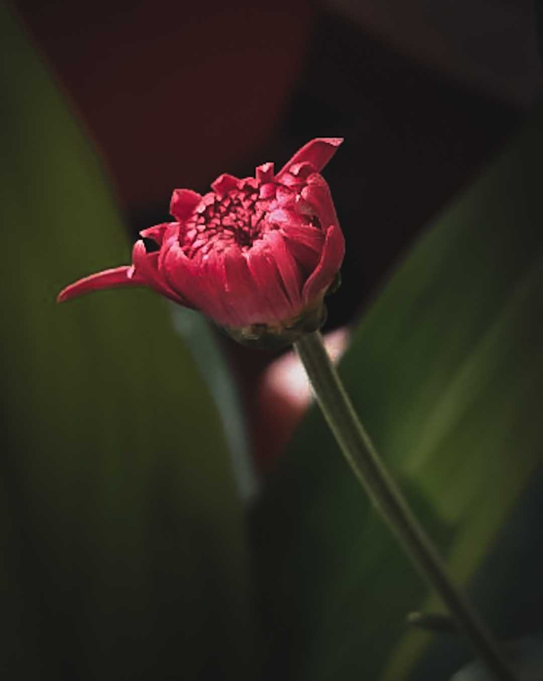 Flower bud