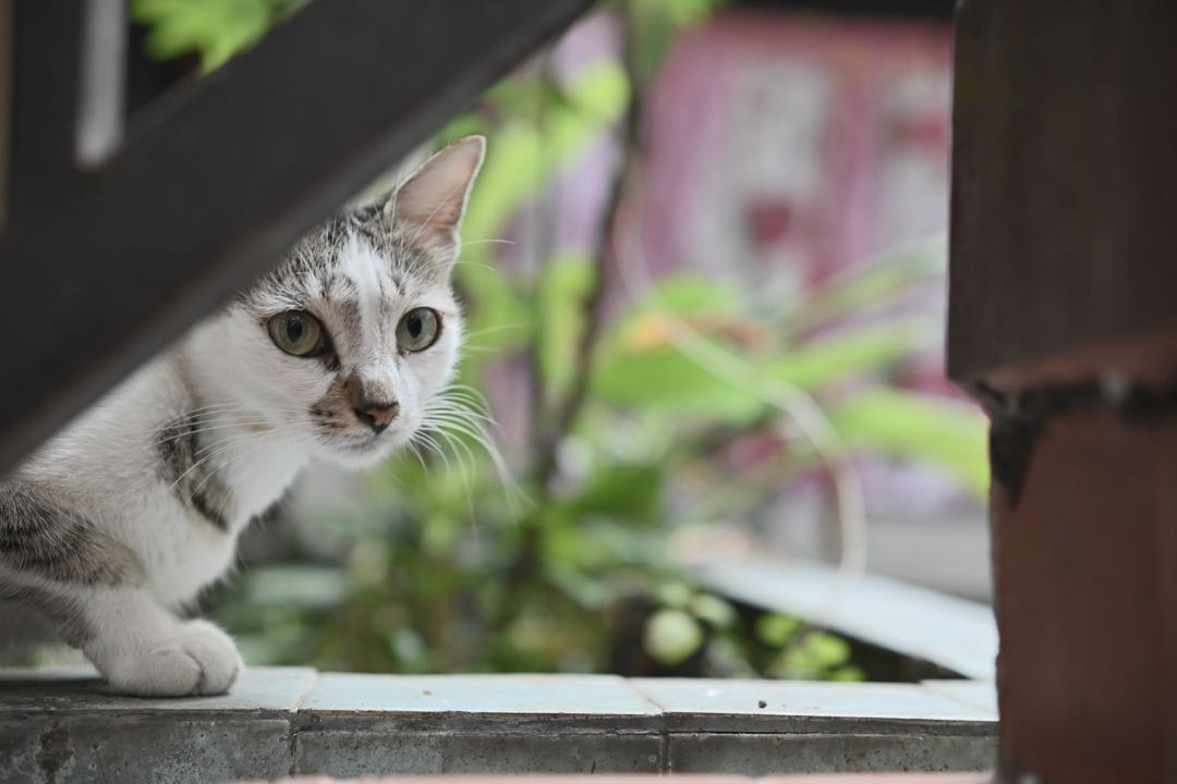 kucing