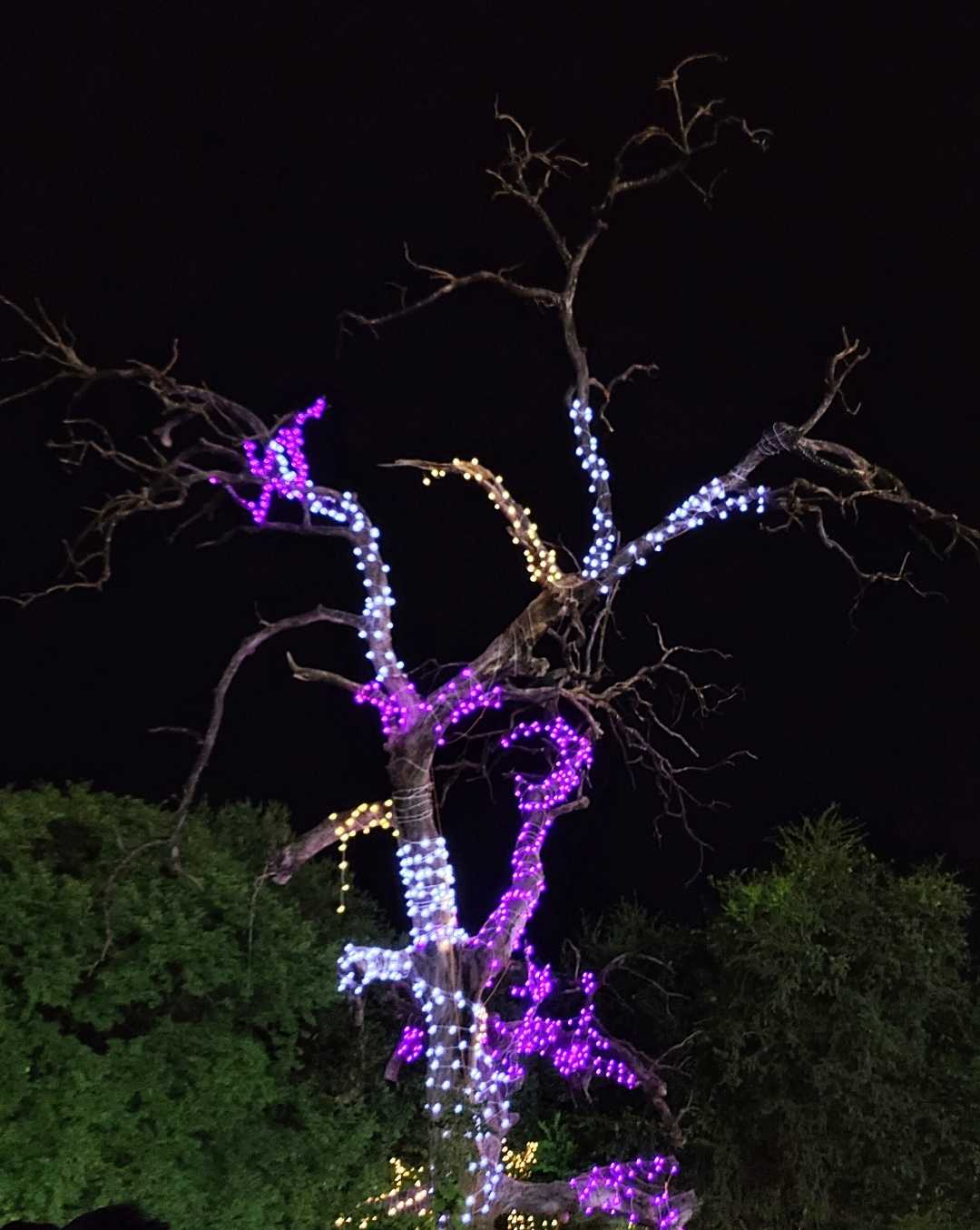 Festivals At Vadodrara 