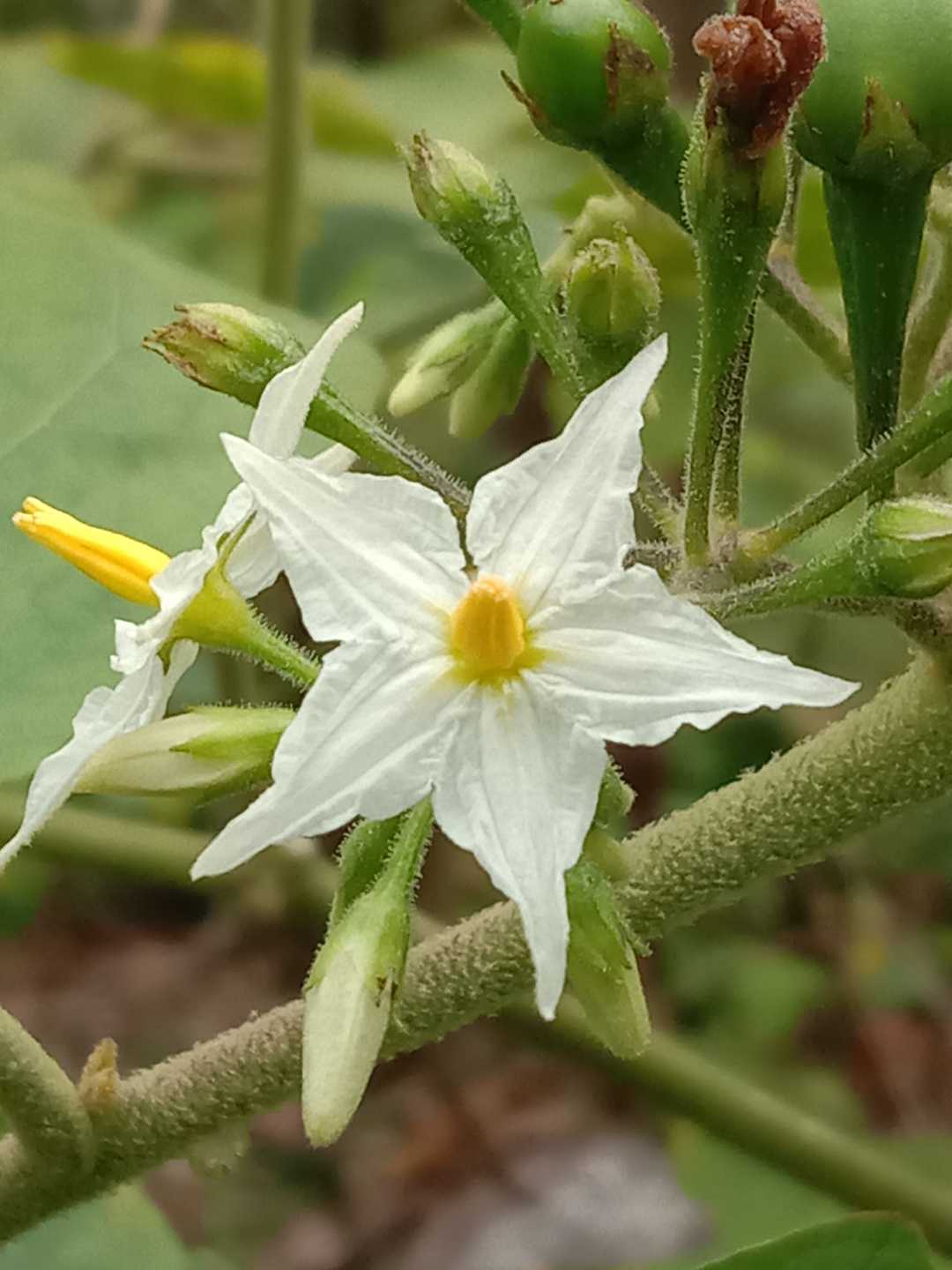 Takokak / Rimbang