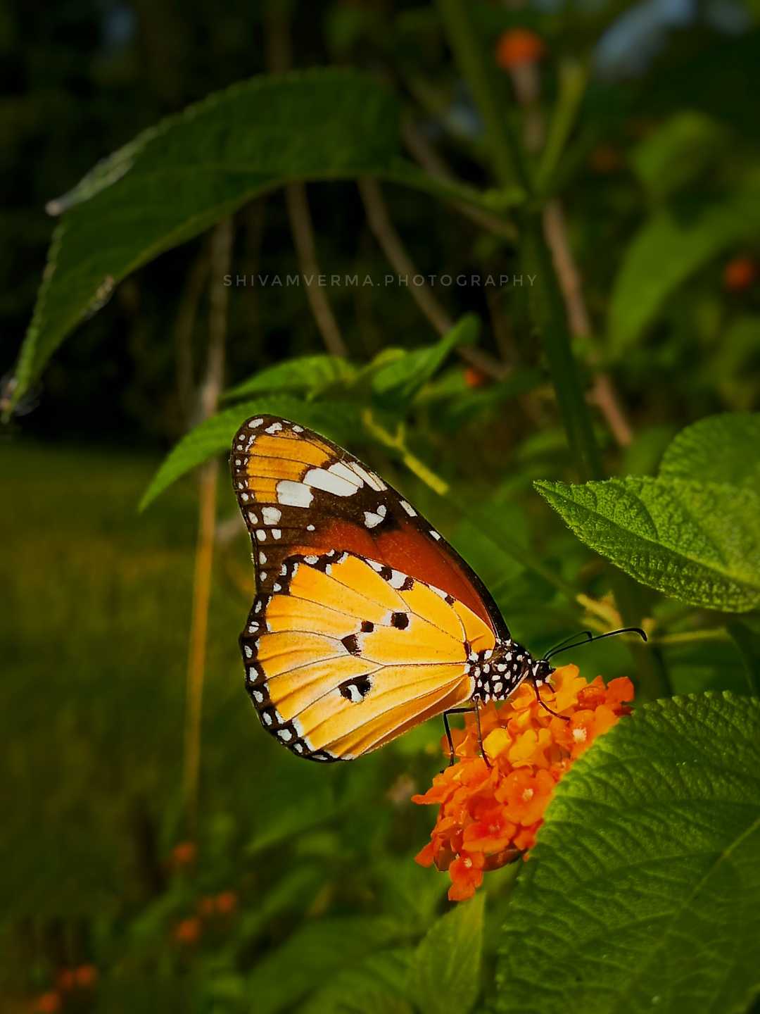 Butterfly beauty ❤️🦋