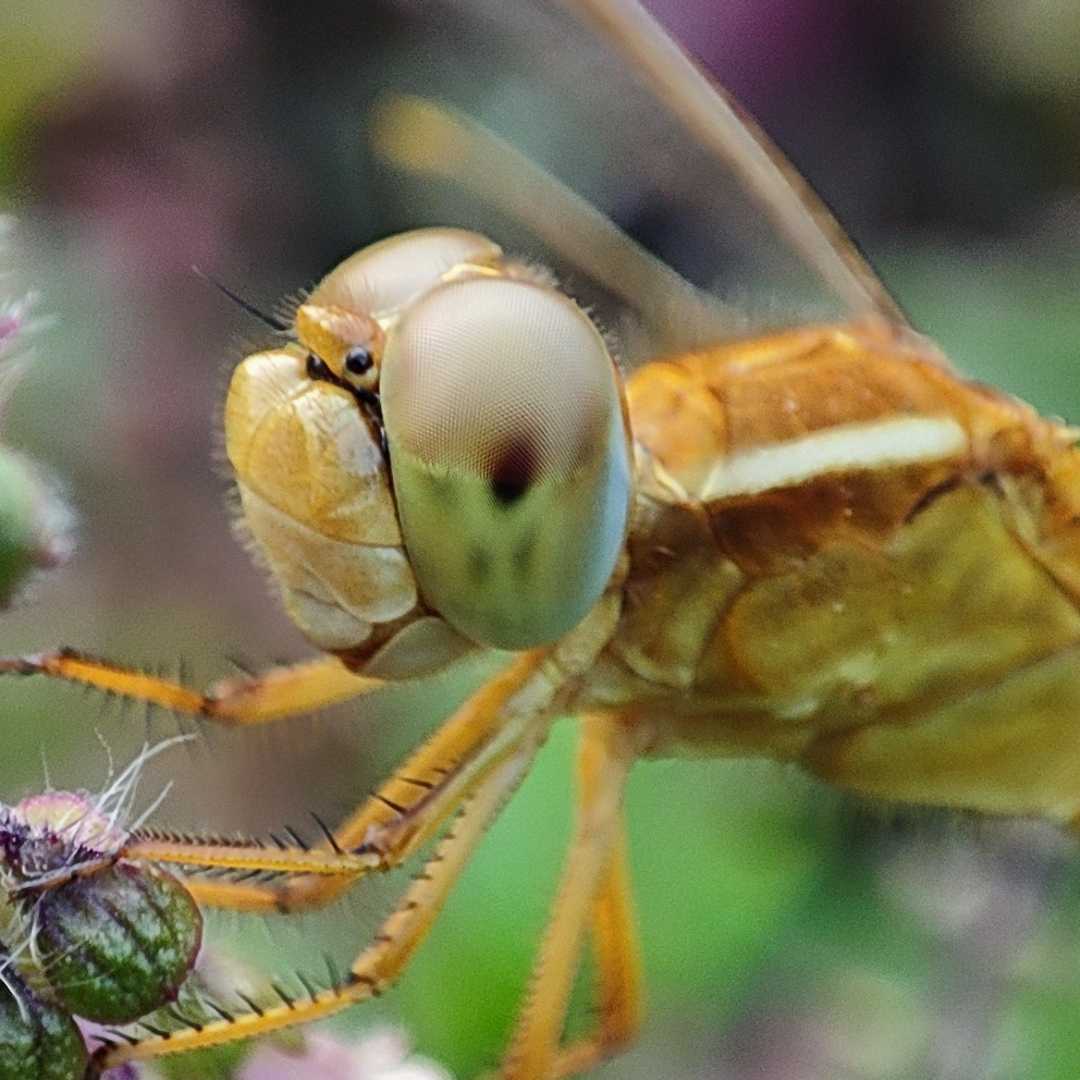 macro photography 📲