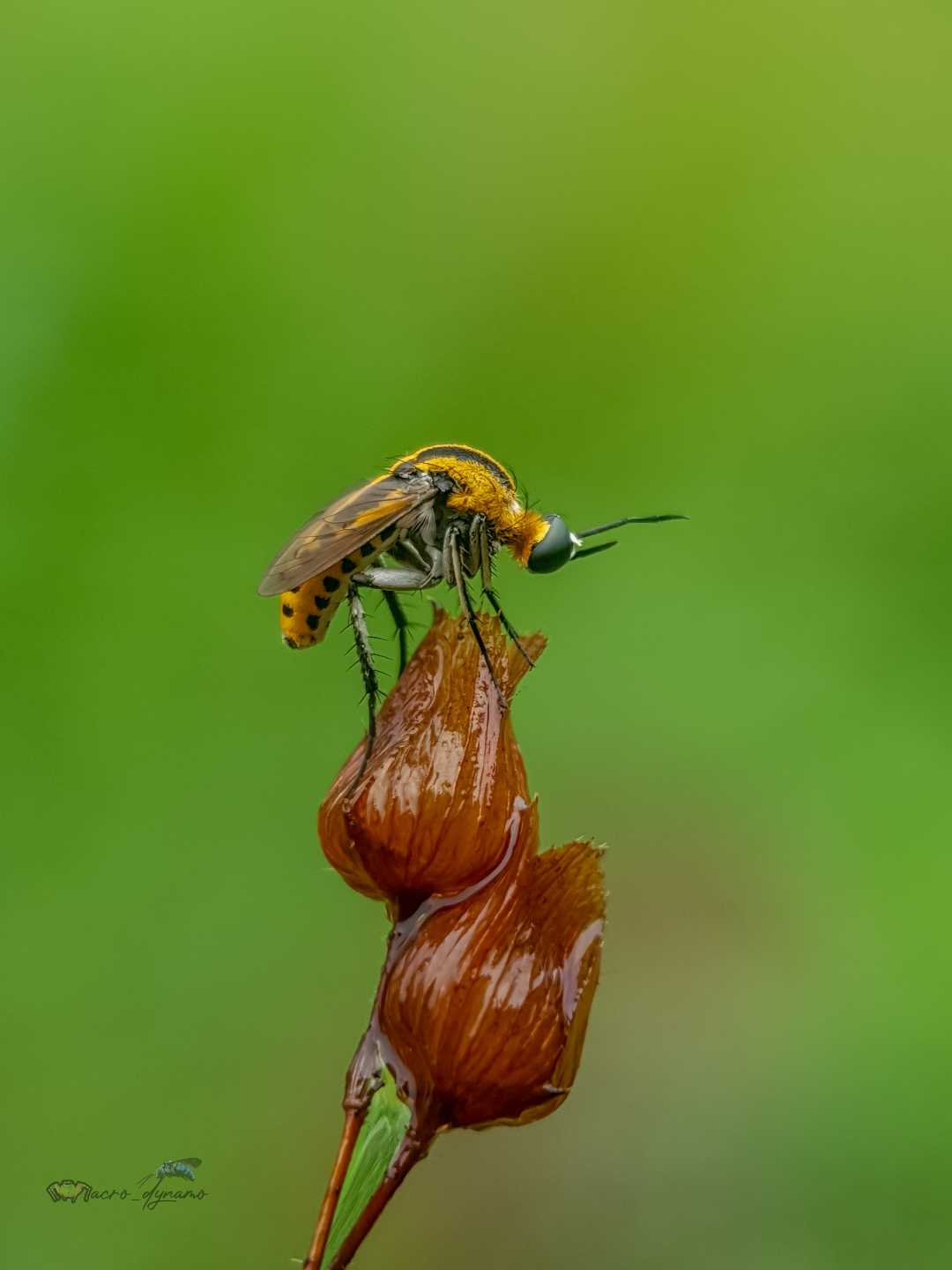 Hump backed bee fly 