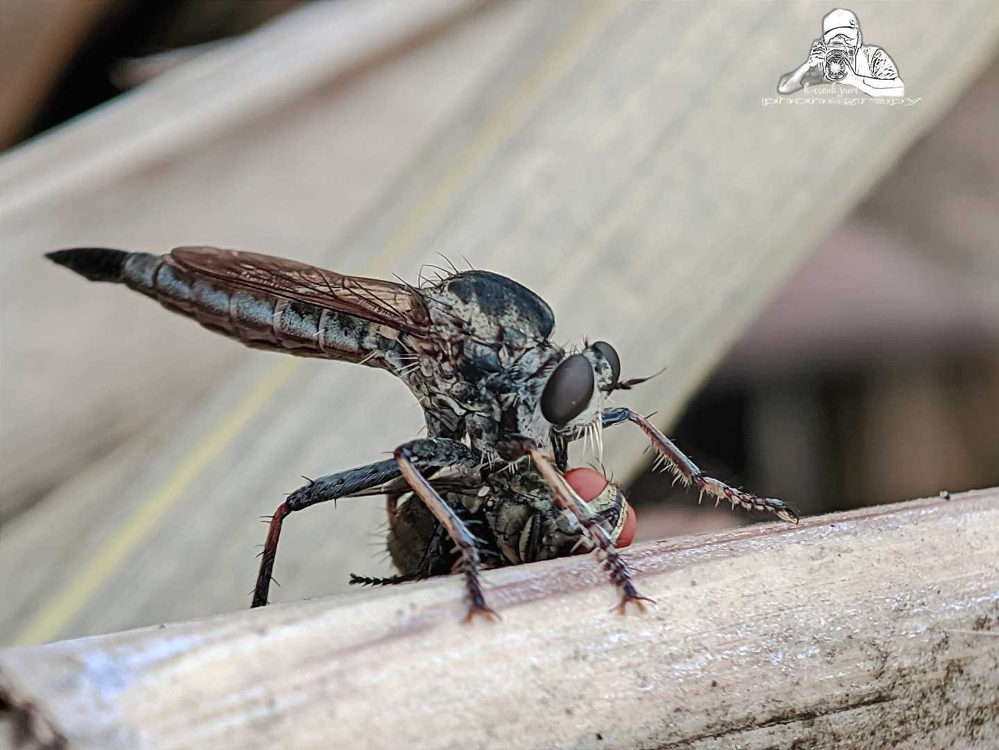 robber fly