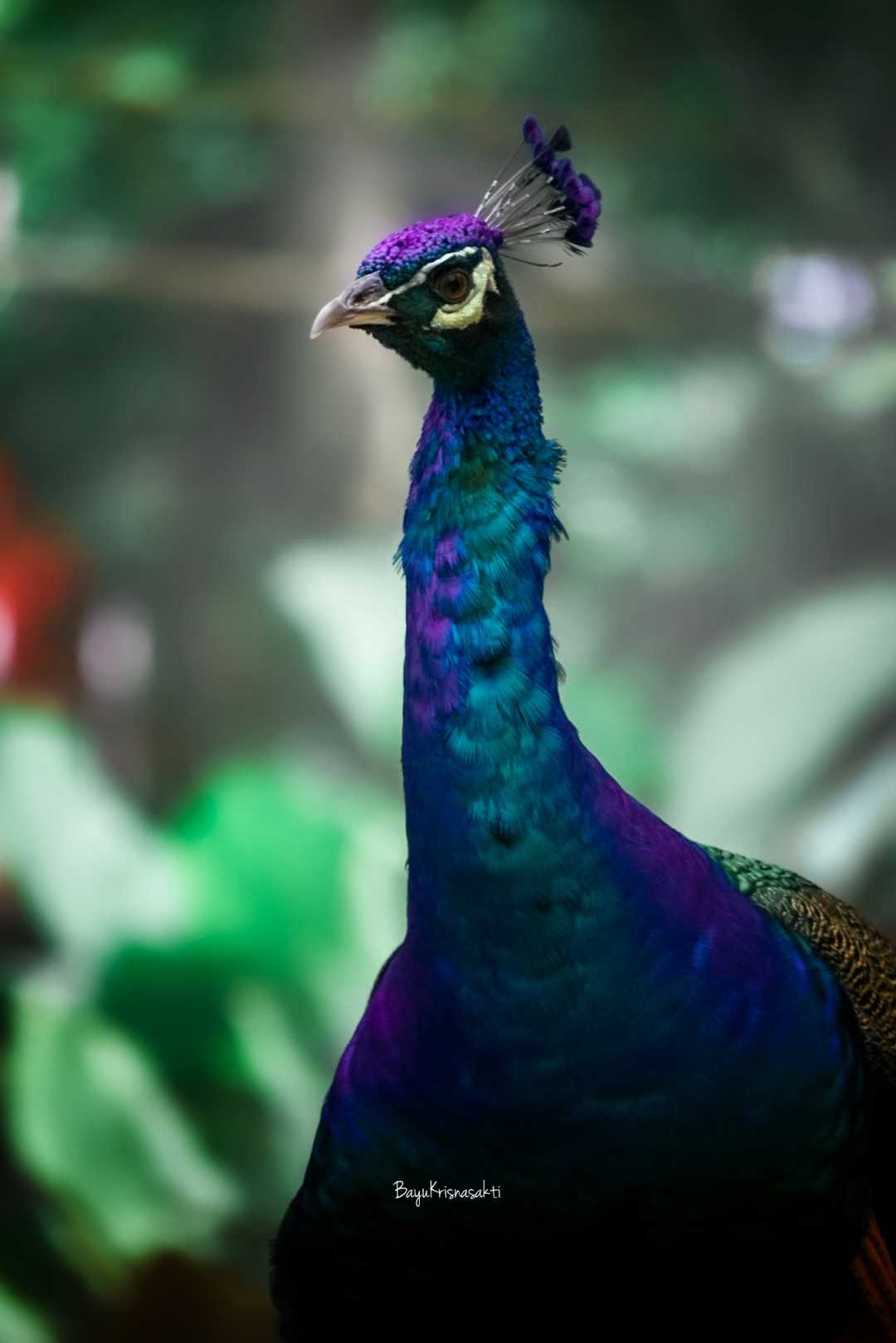 Peacock