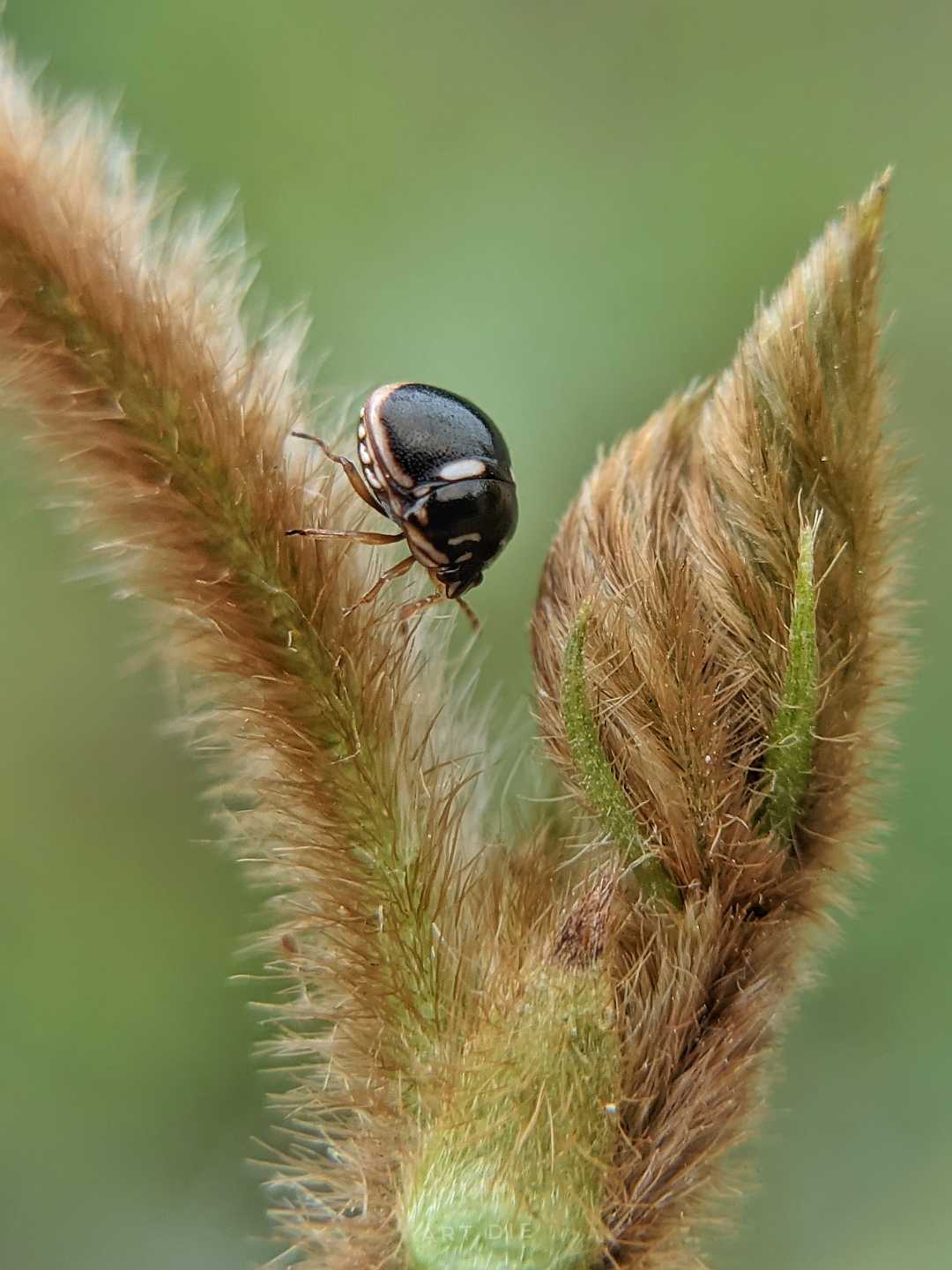 Plataspidae