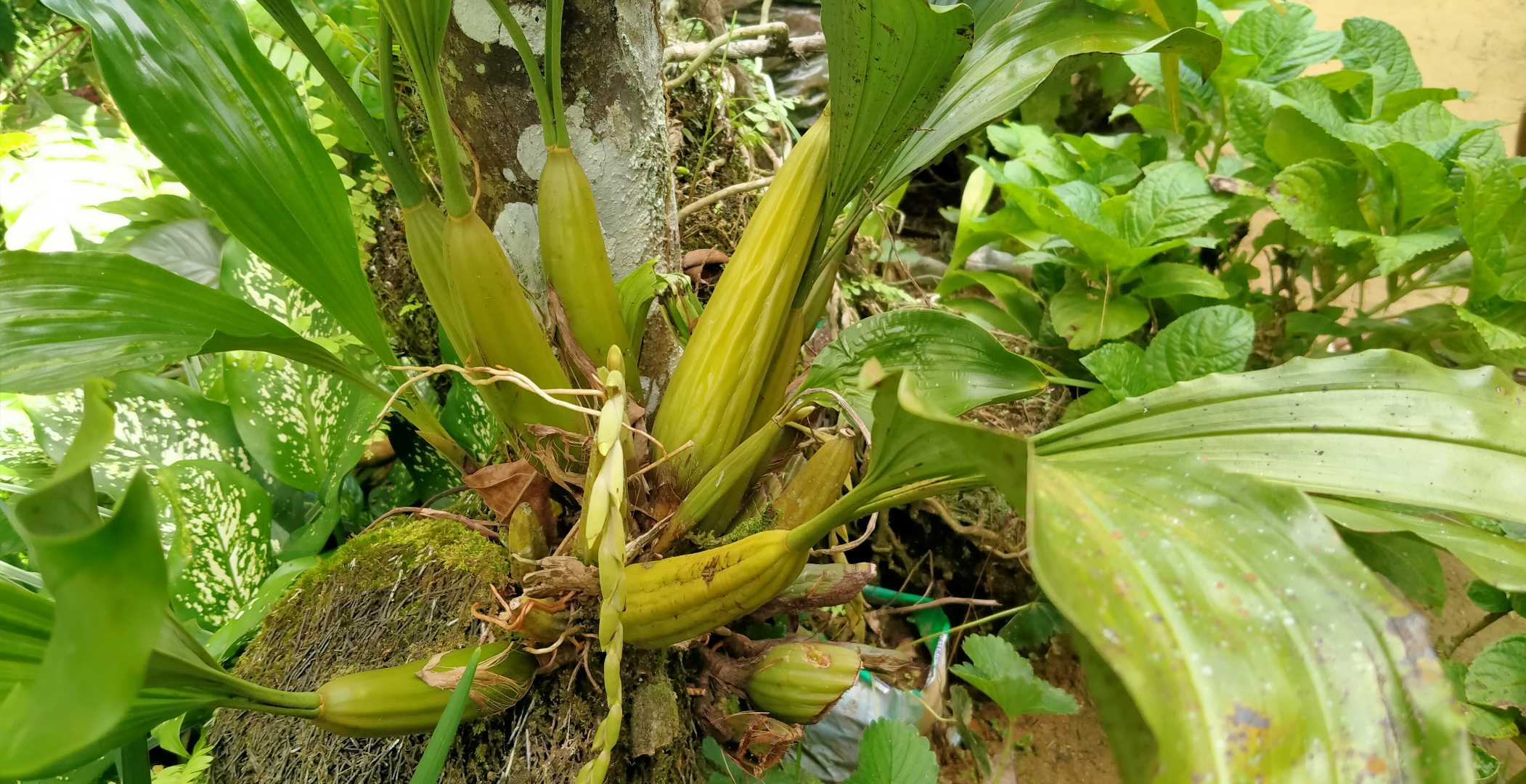 Ternyata Anggrek Juga😅