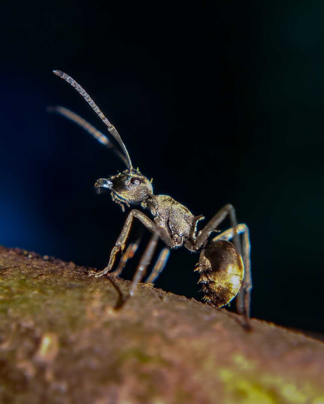 Searching food at night.