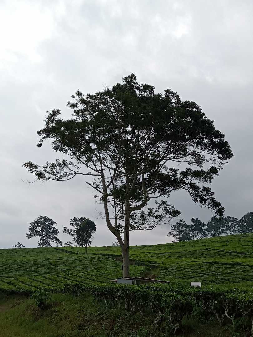 Trees among tea plants