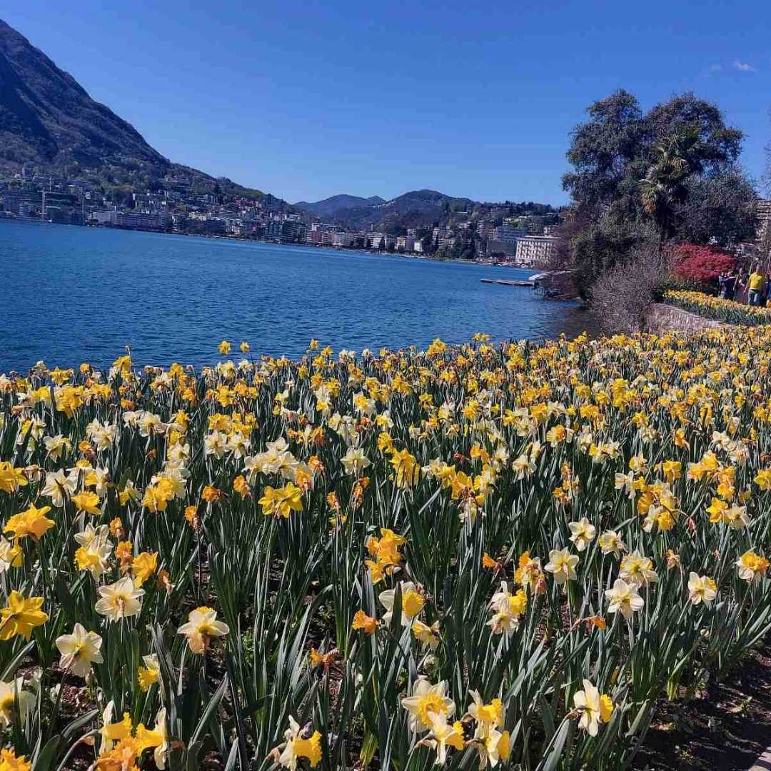 🇨🇭
