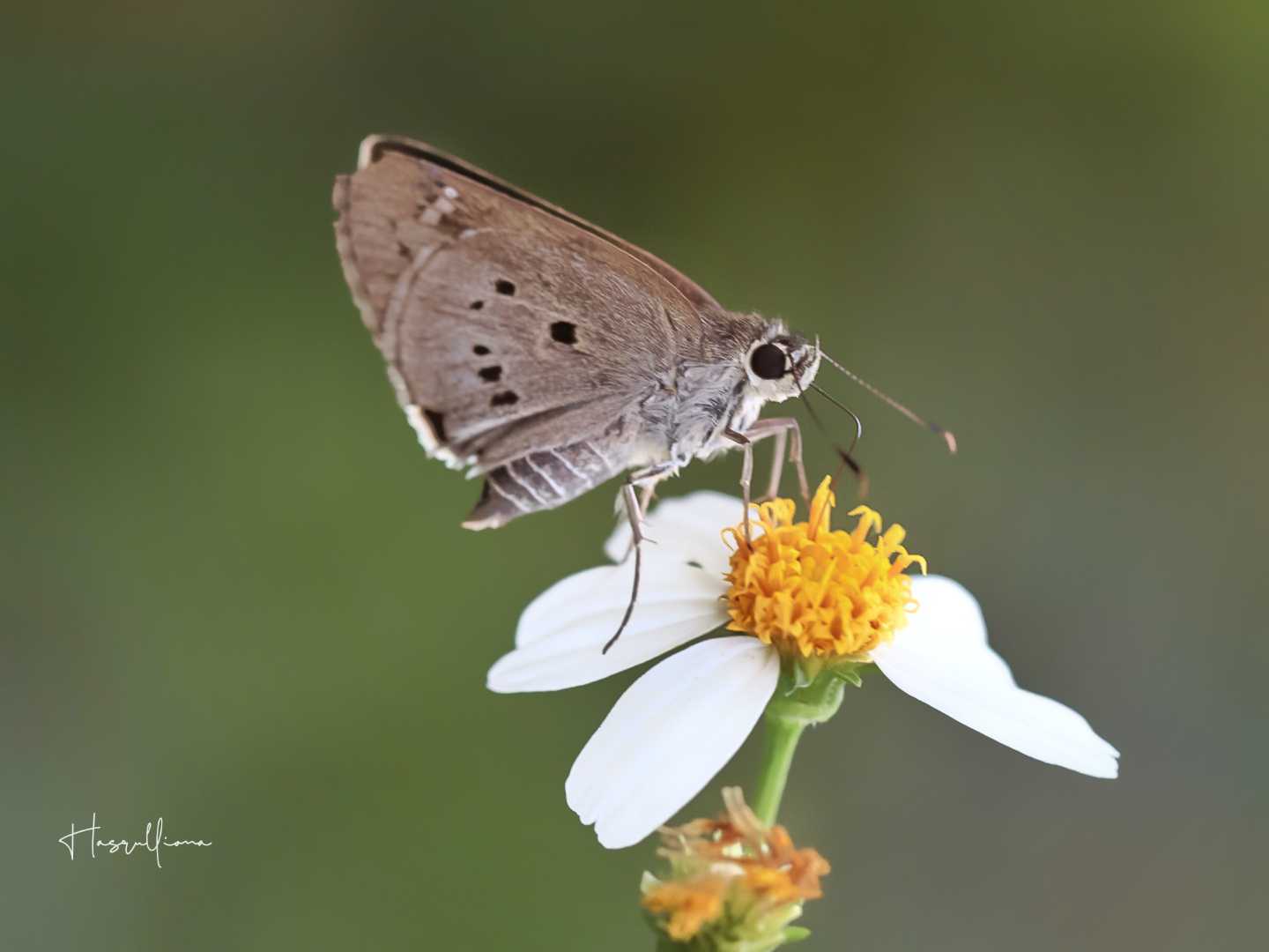 Skipper Butterfly