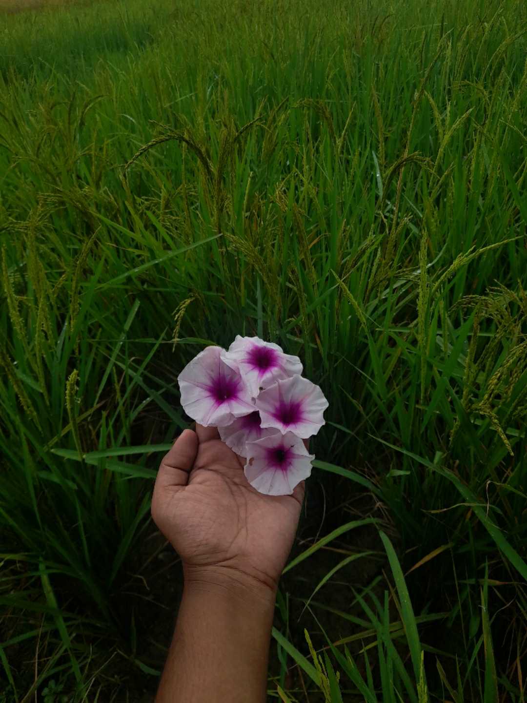 🌸