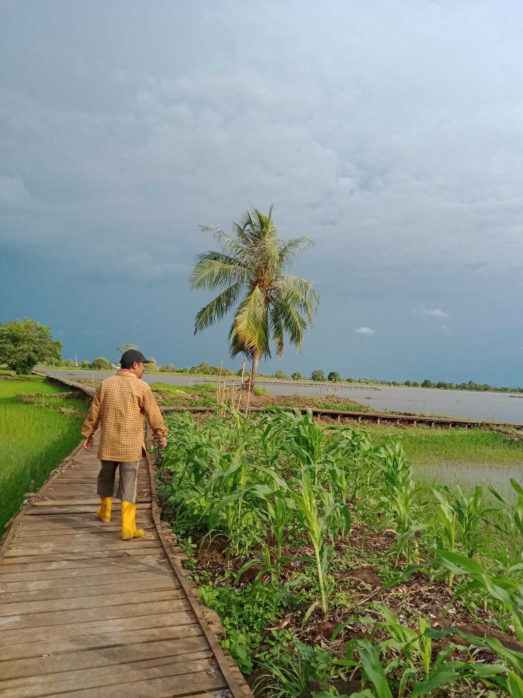 Persawahan.