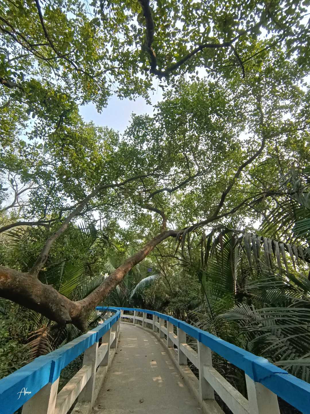 GOLPATA FOREST (MINI SUNDERBAN),TAKI