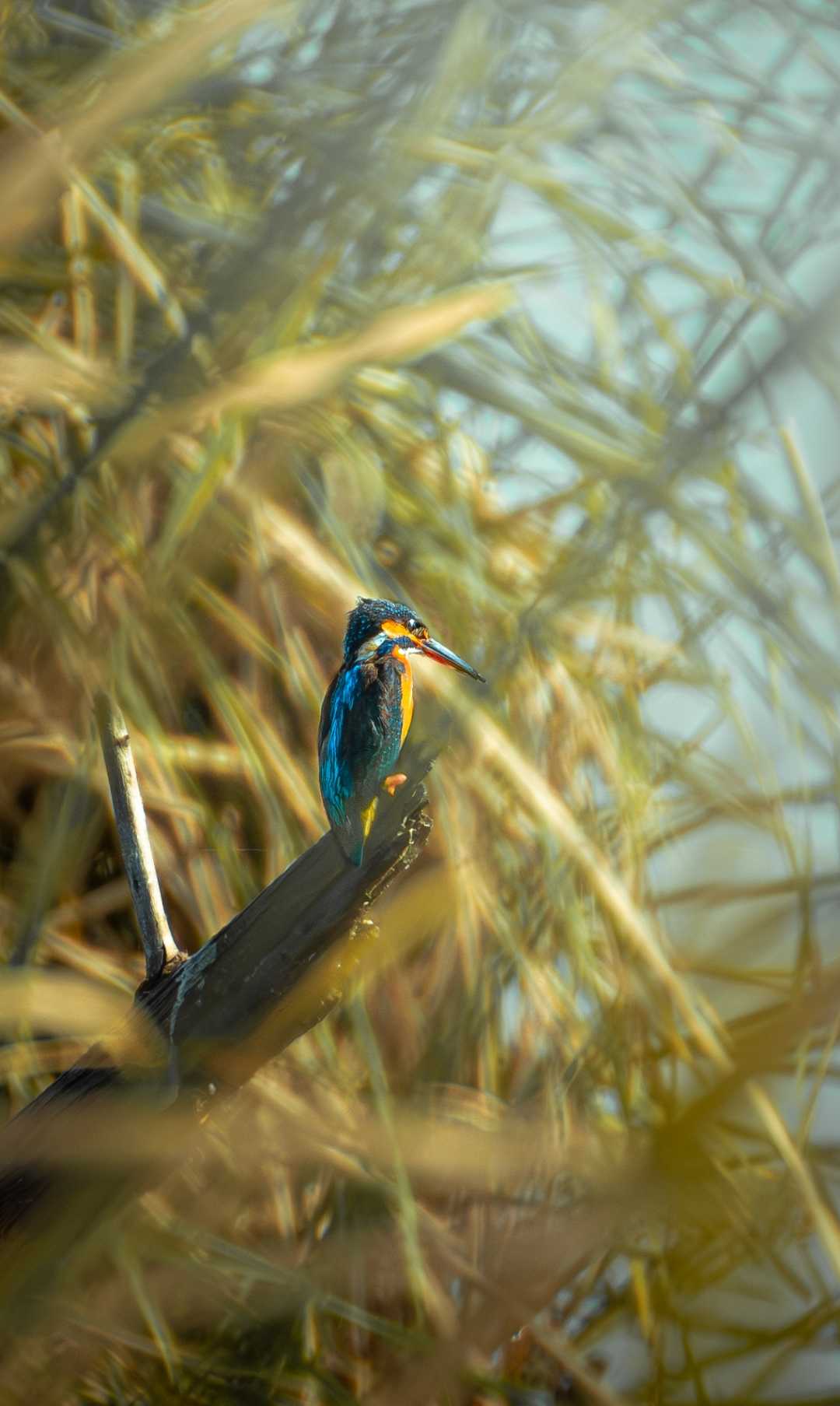 common kingfisher