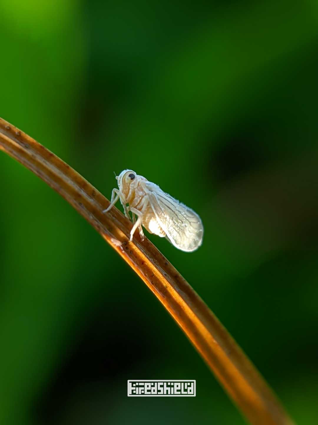 Wereng Punggung Putih