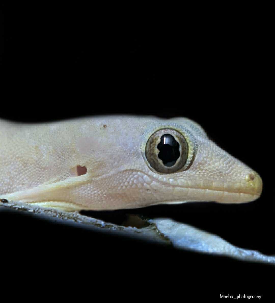Gecko