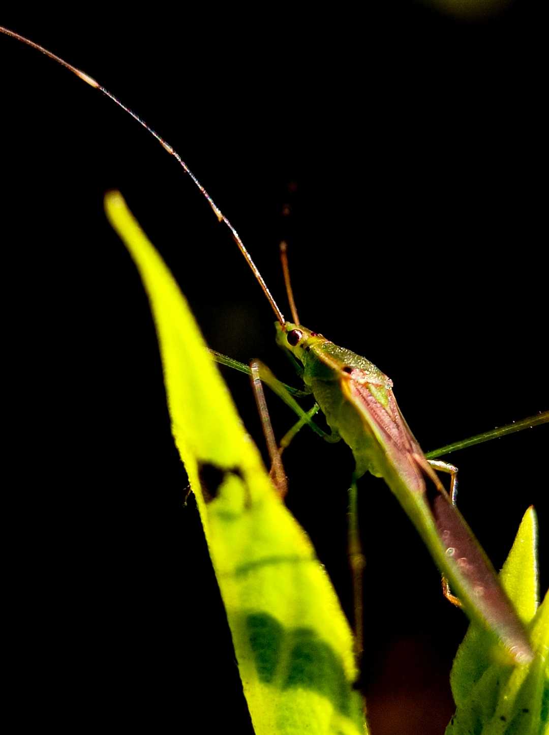 Leptocorisa (rice ear 🐛 bug)