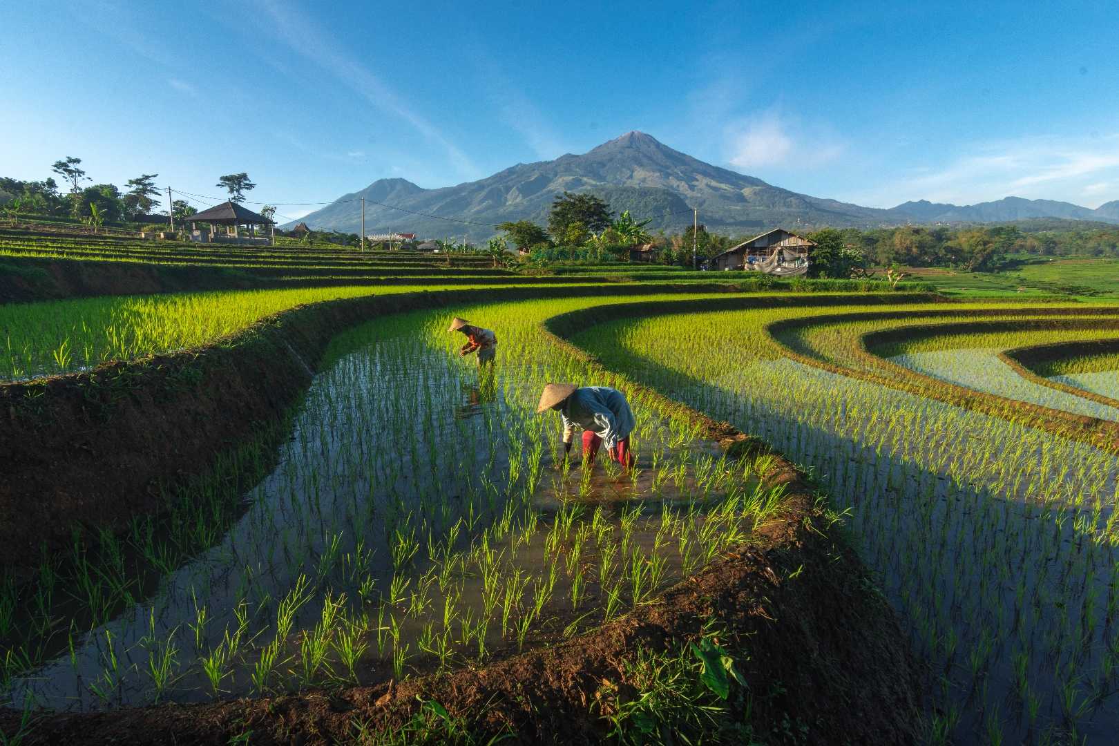 Trawas Farmer 