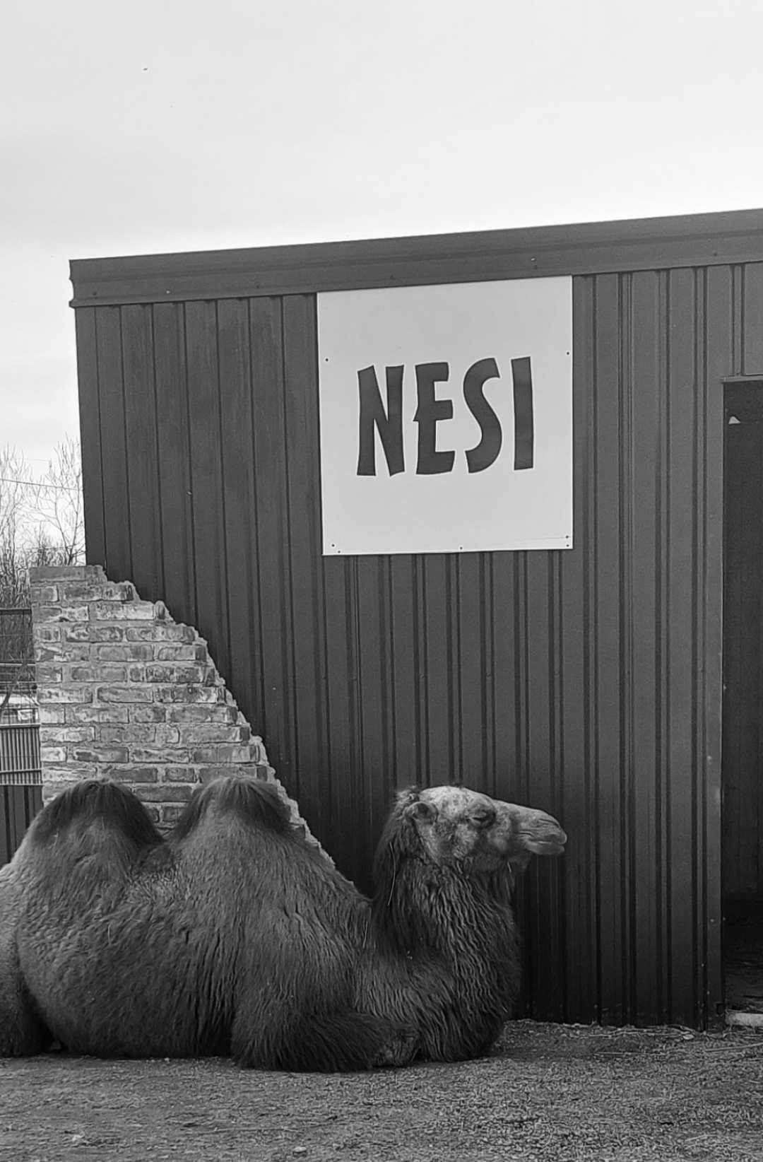 🐫